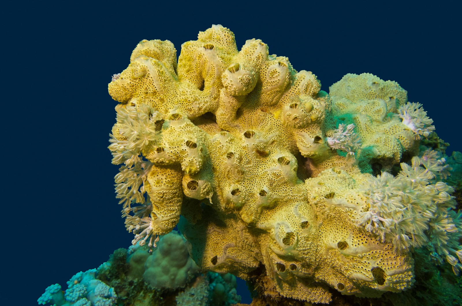 Deep-Sea Sponge