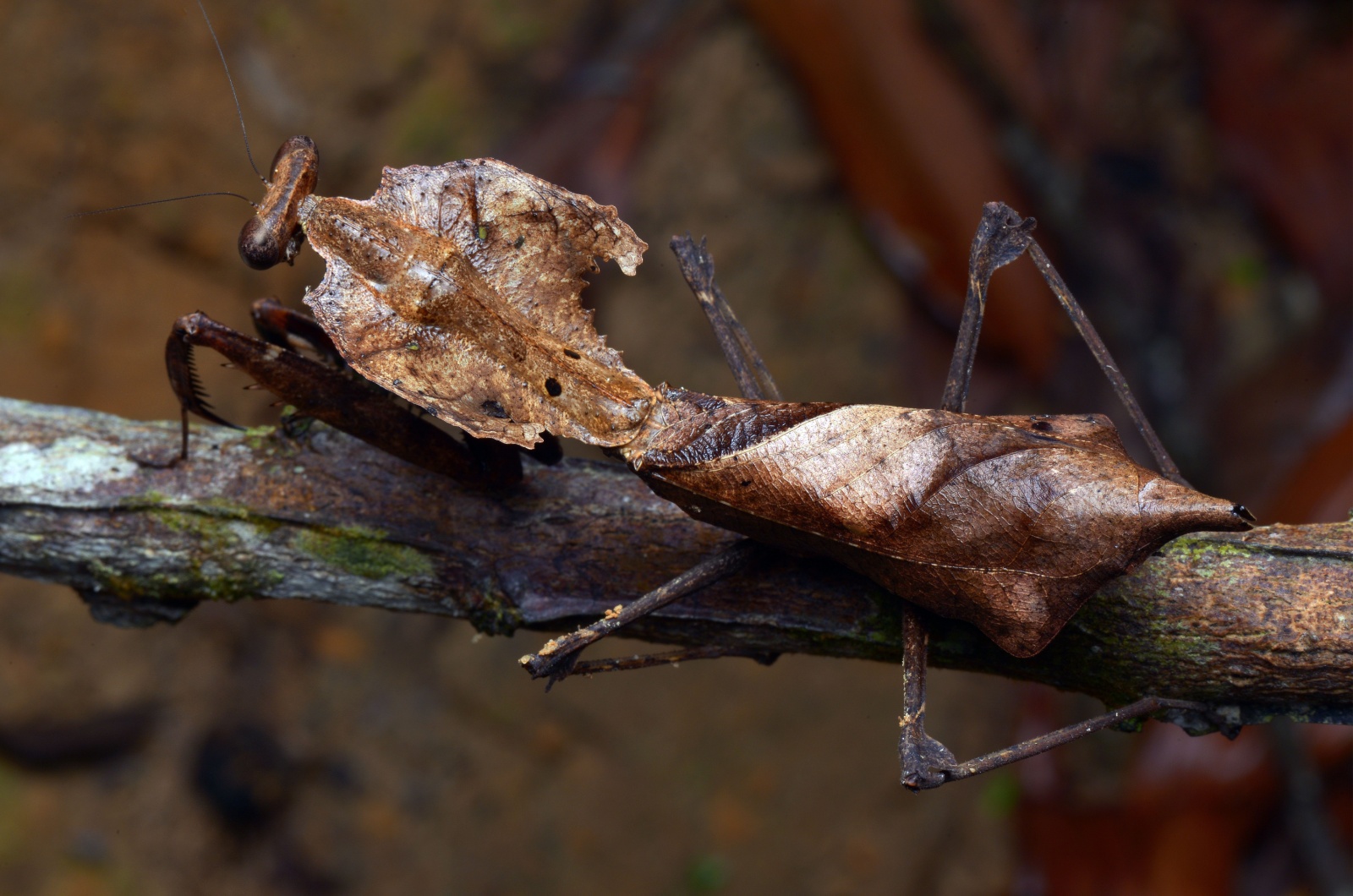 Deroplatys Desiccata