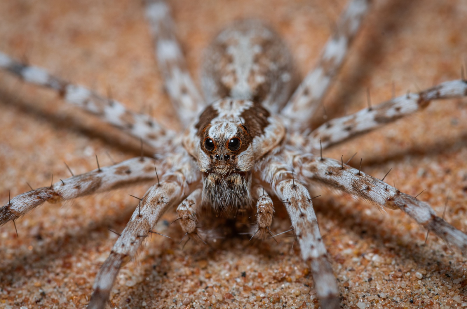 Desertas Wolf Spider