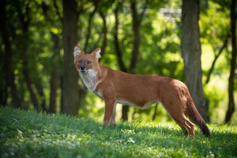 Dhole