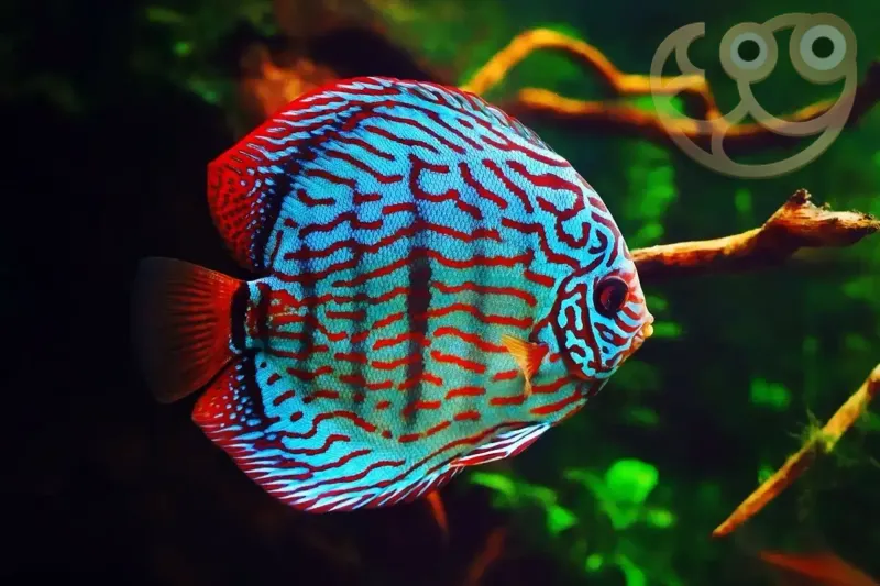 Discus Fish