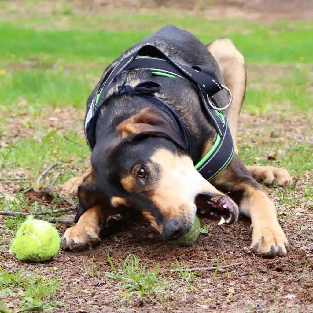 Doberman Mix Greyhound