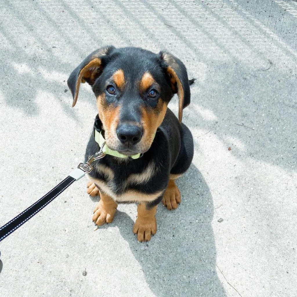 Doberman Mix With German Shepherd