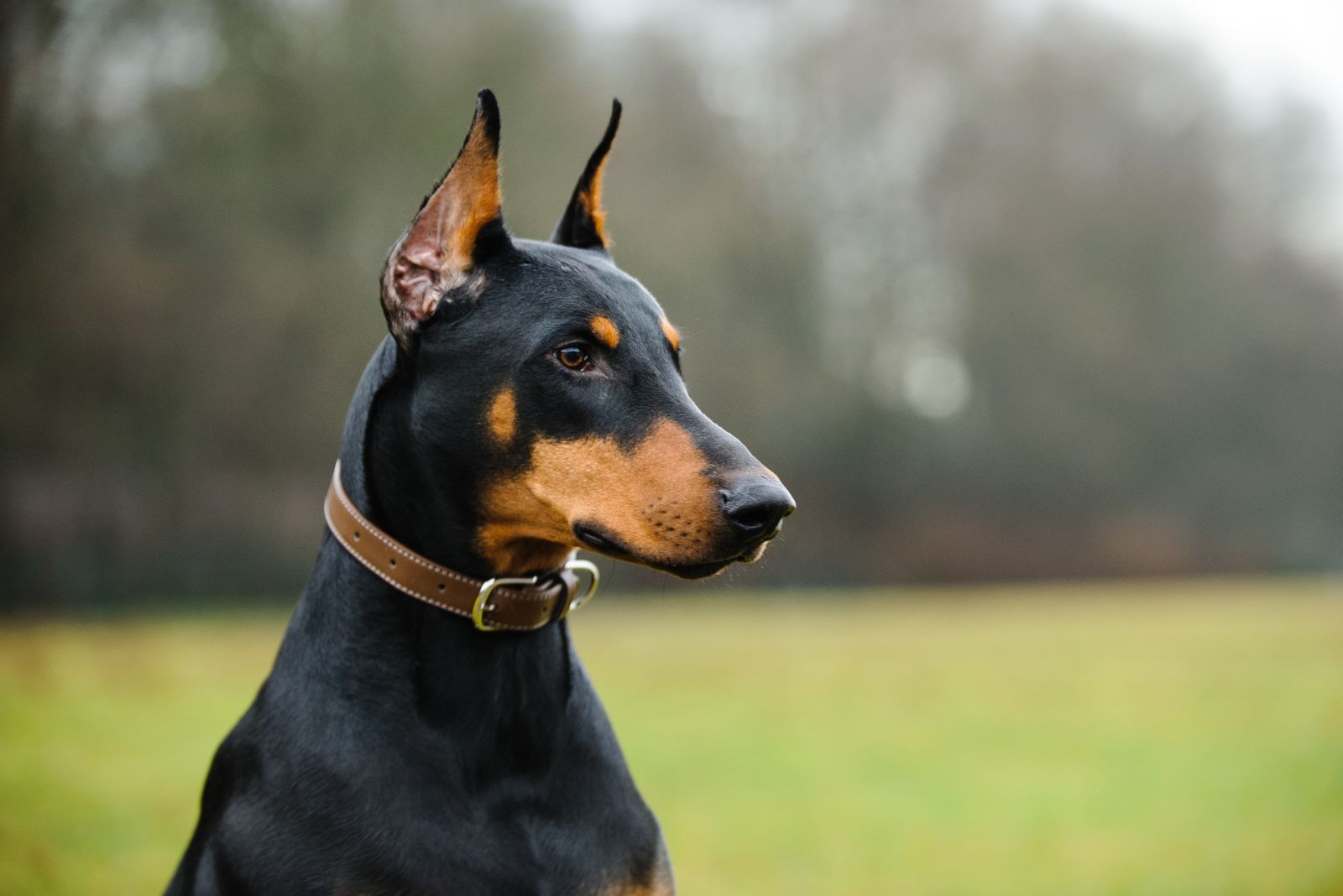 Doberman Pinscher