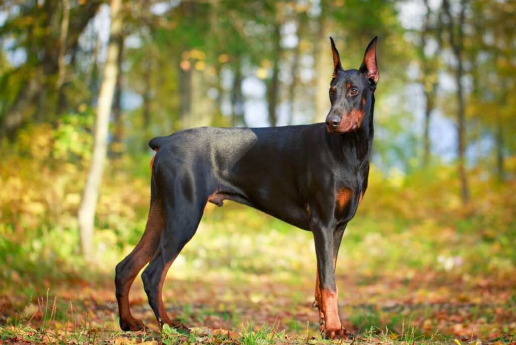 Doberman Pinscher