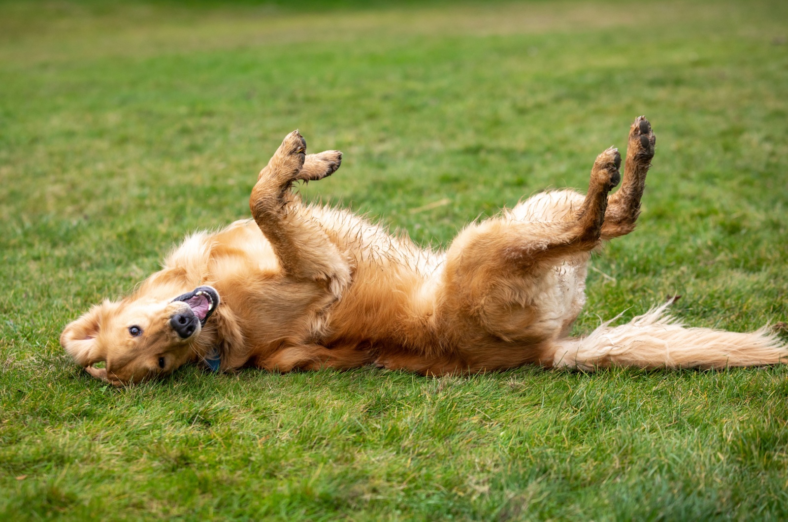 Dog Rolling Over