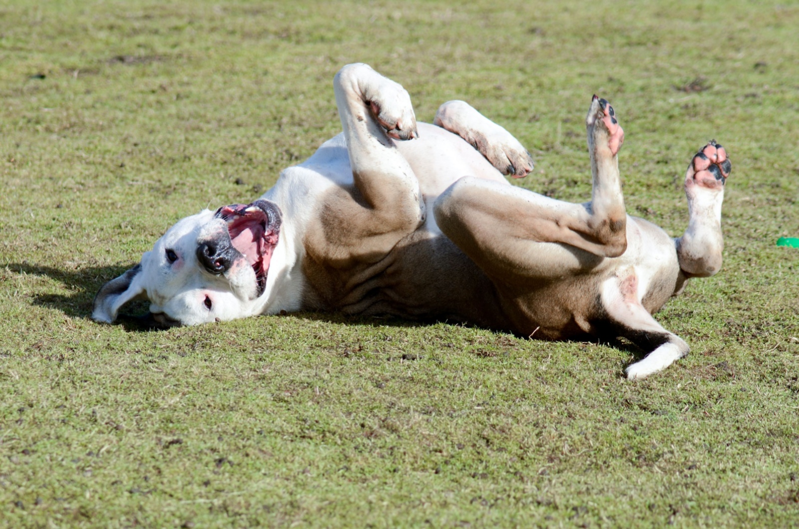 Dog Rolling Over