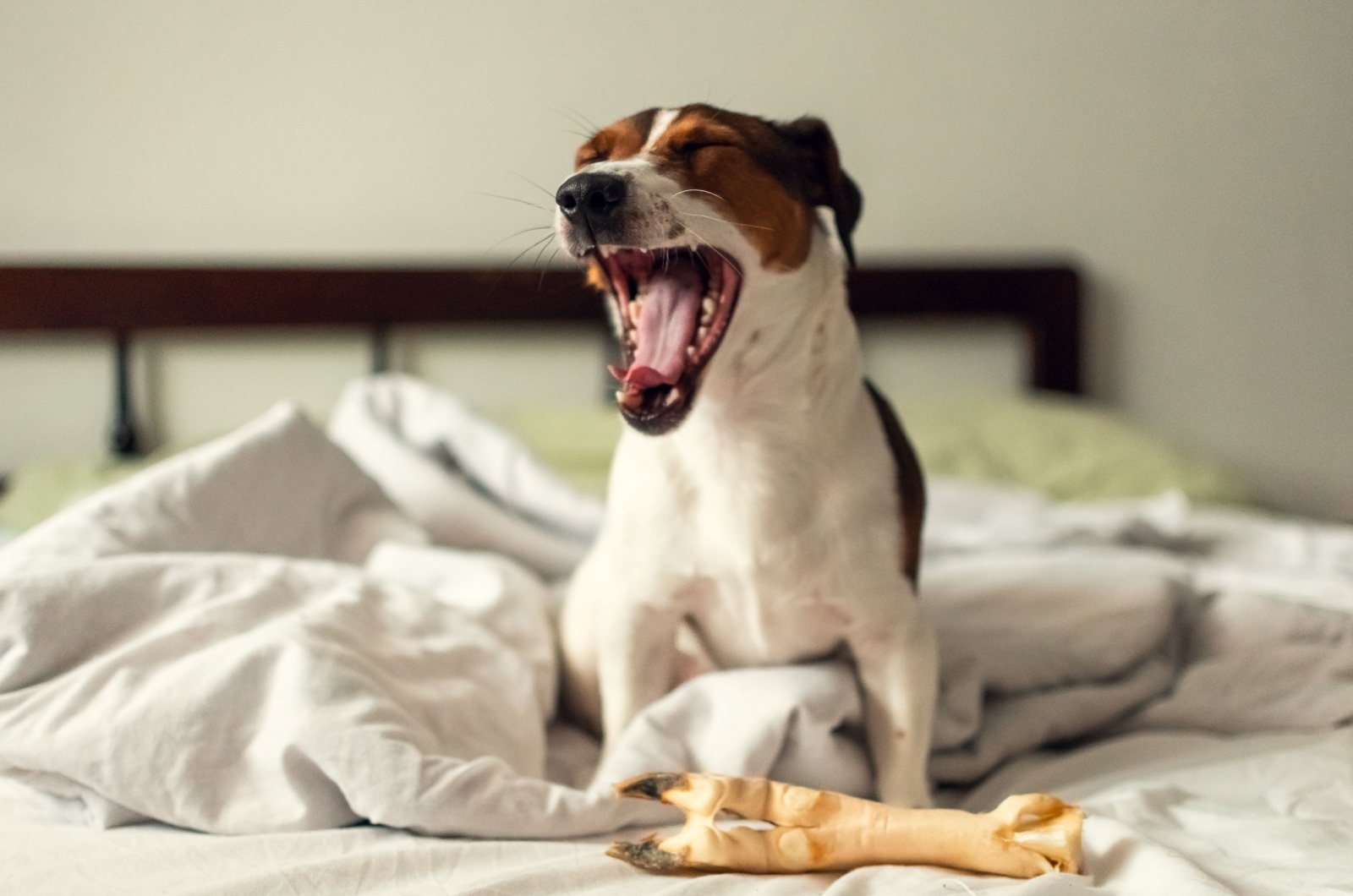 Dog Yawning