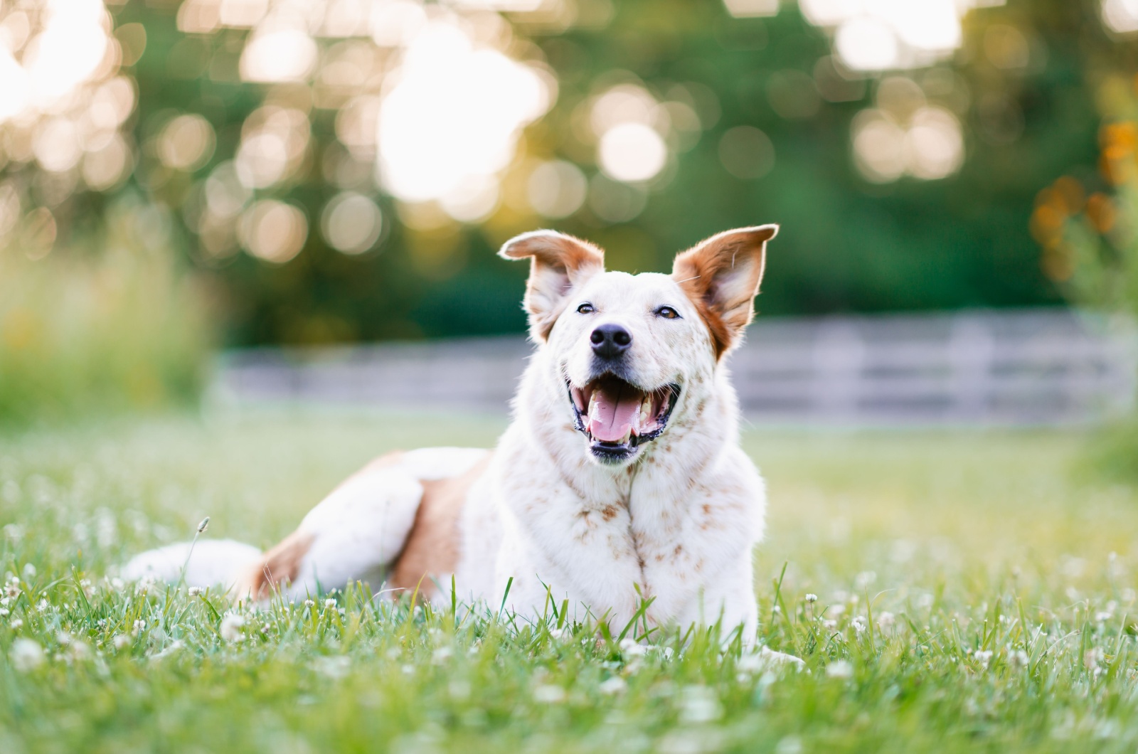 Dog laying down