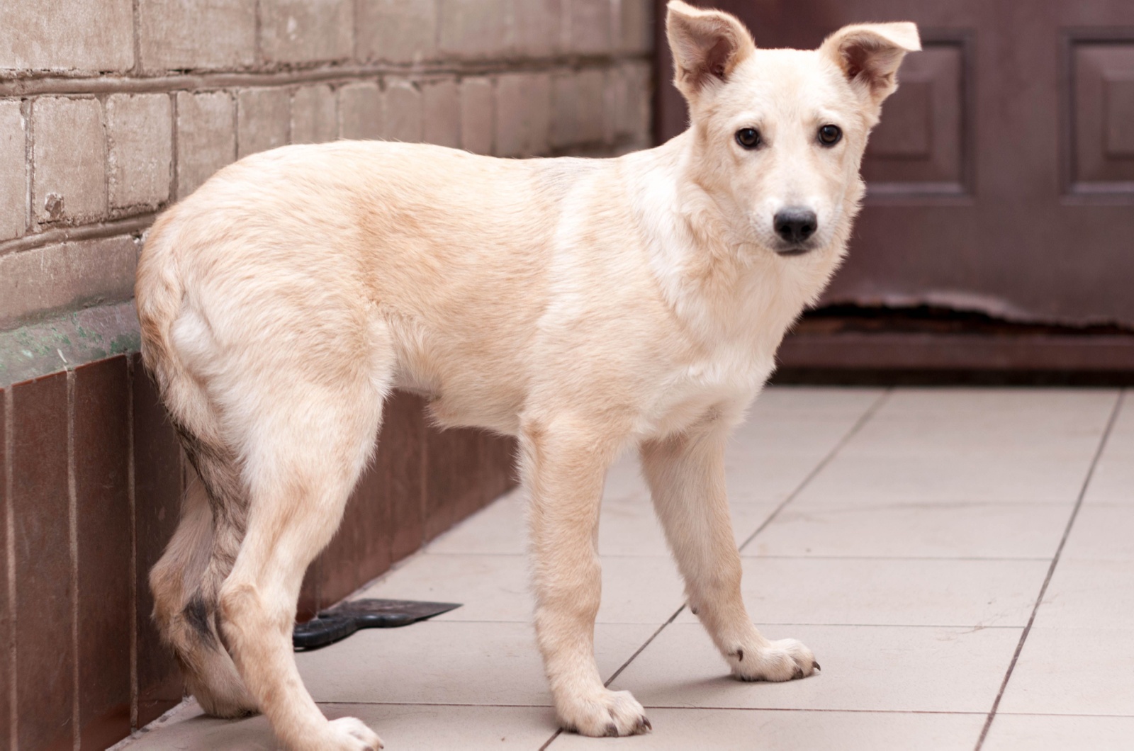 Dog with tail tucked