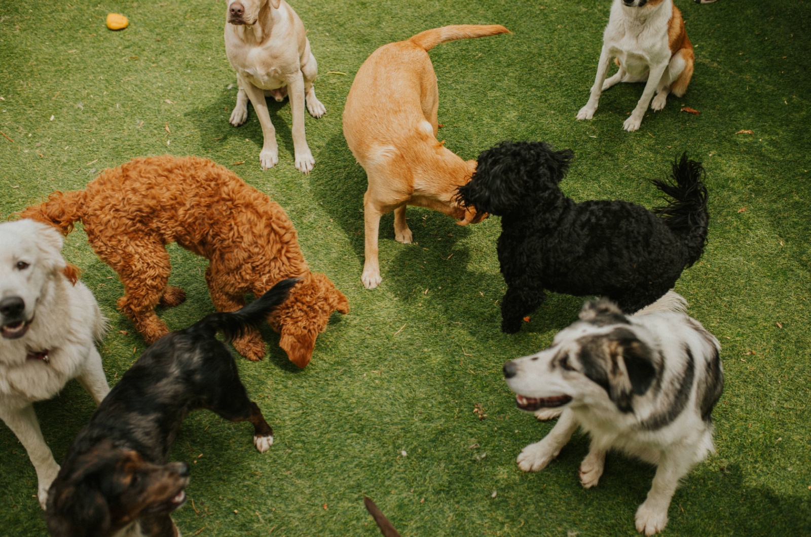 Dogs in park