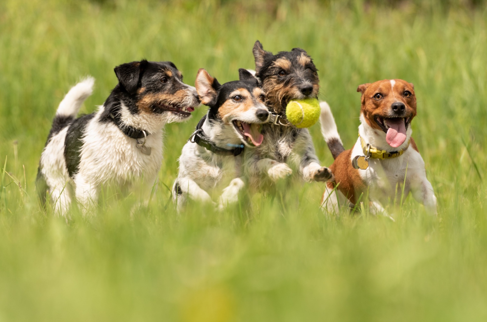 Dogs running around