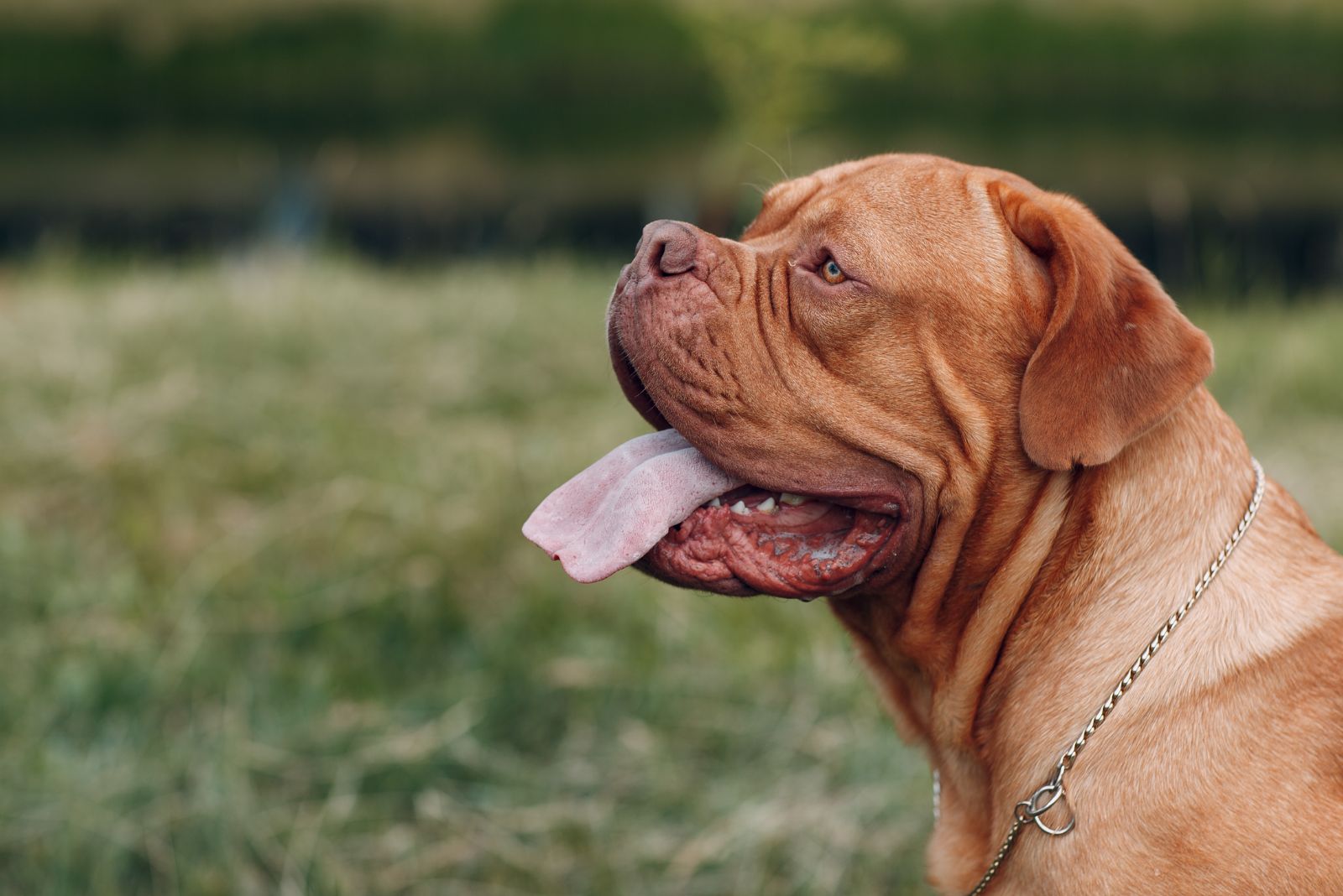 Dogue De Bordeaux dog