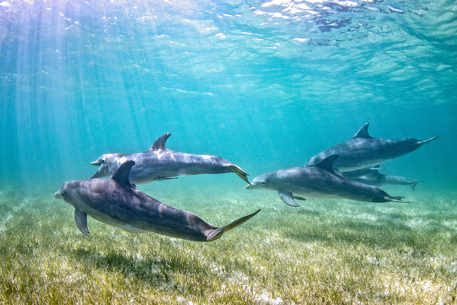 Dolphins