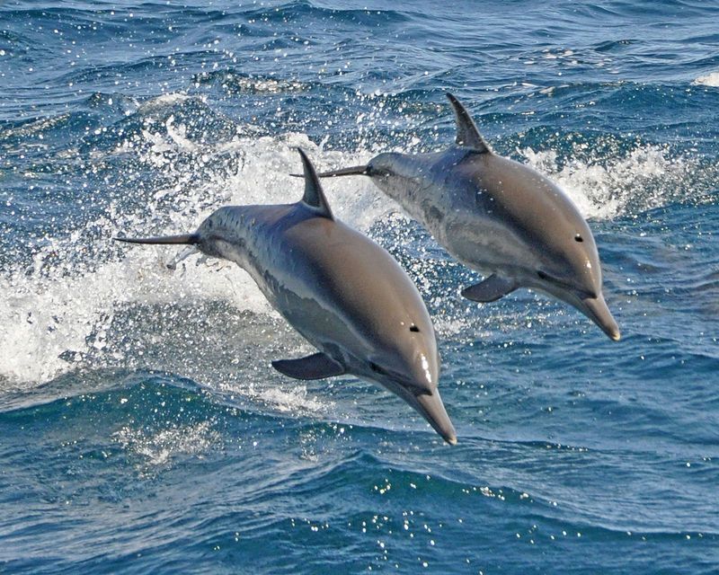 Dolphins