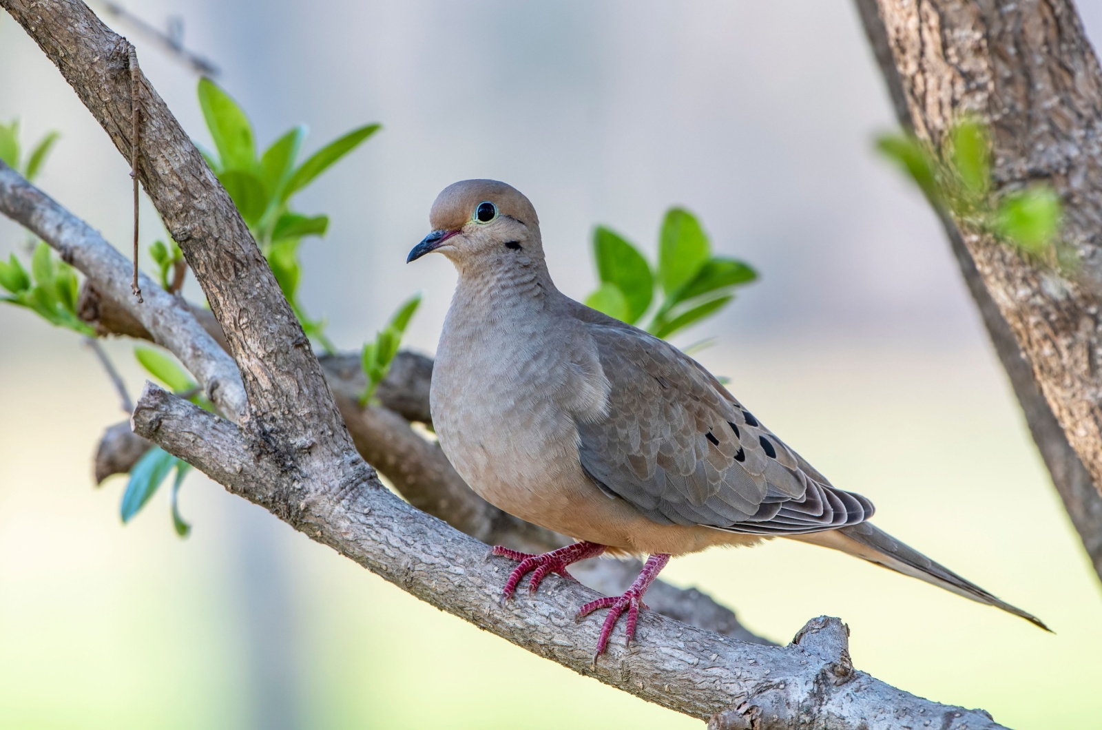 Dove