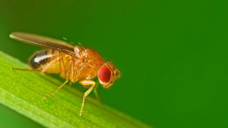 Drosophila (Fruit Fly)