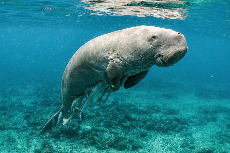 Dugong