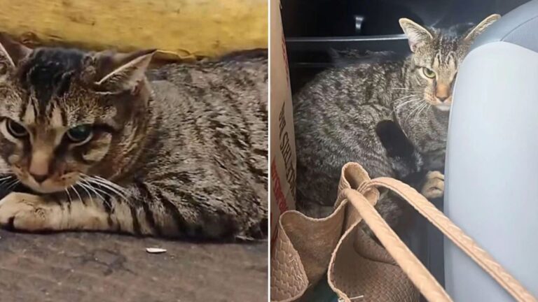 cat in new york subway