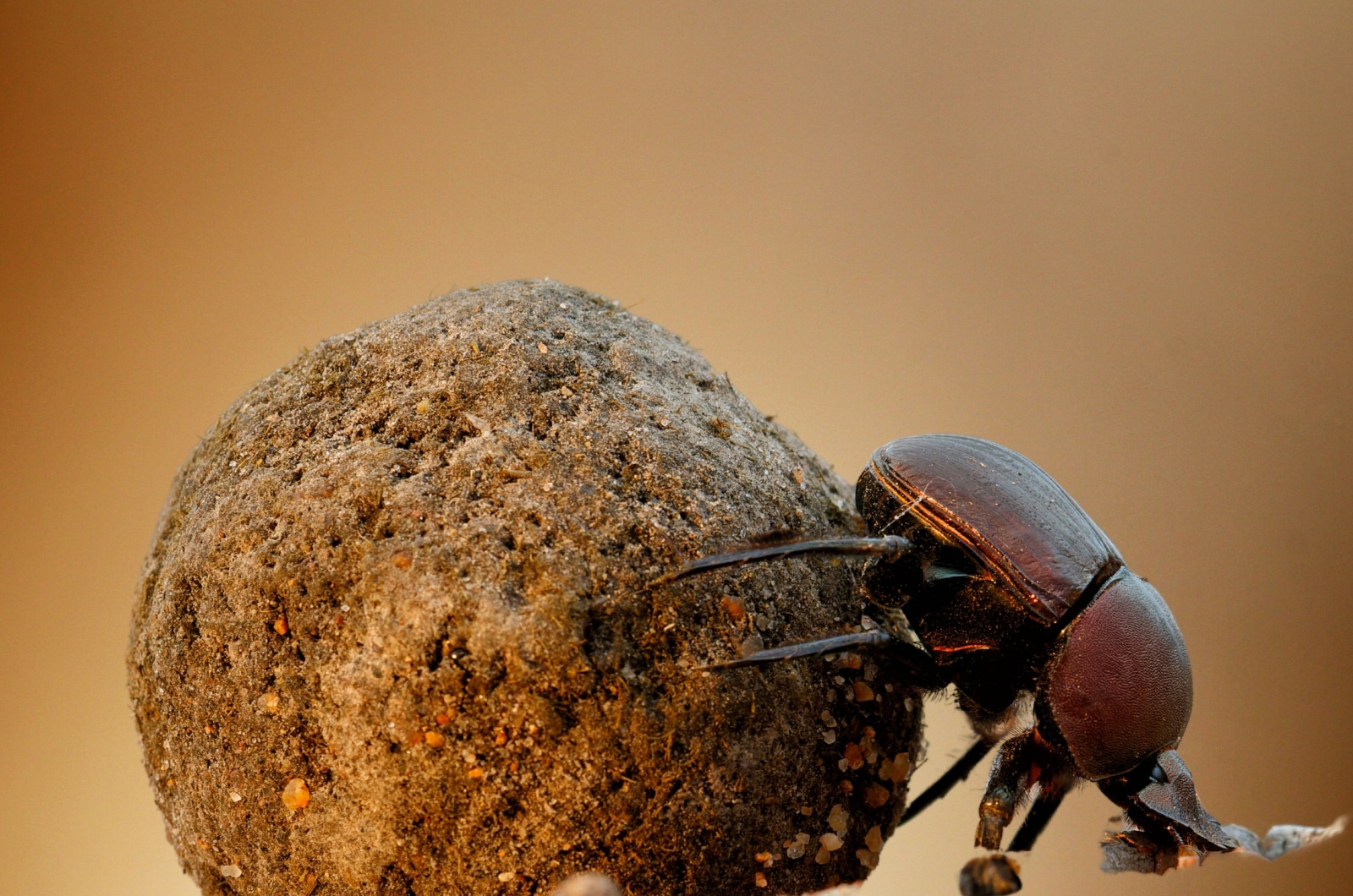 Dung Beetle