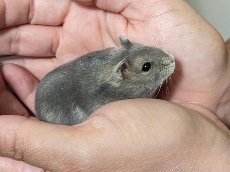 Dwarf Campbell Russian Hamster