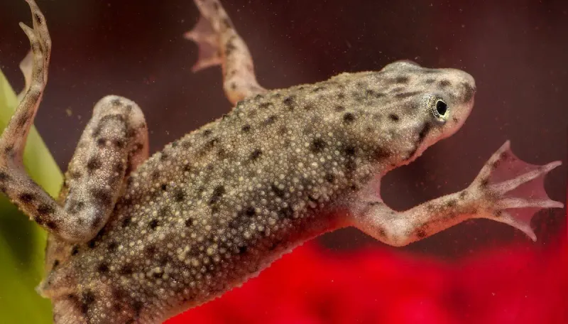 Dwarf Frog