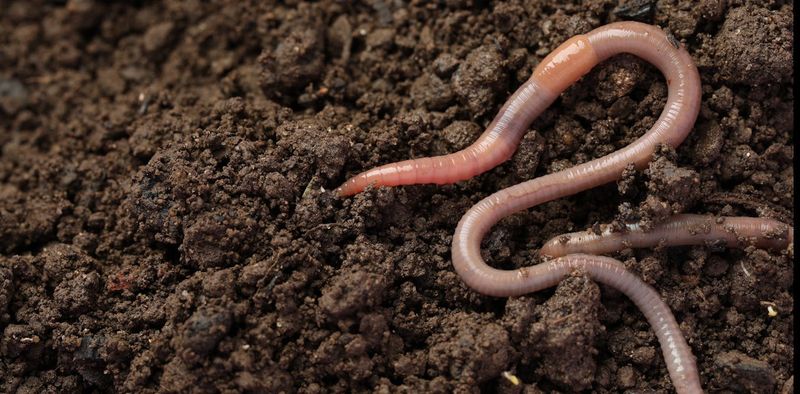 Earthworms