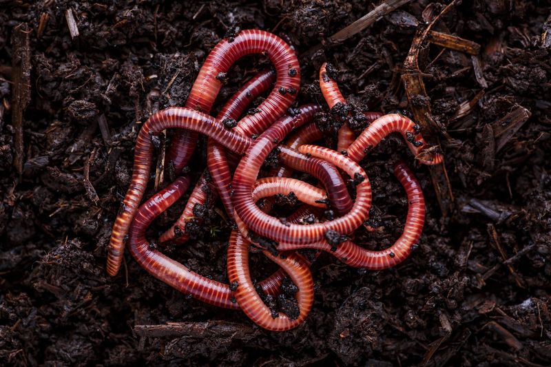 Earthworms