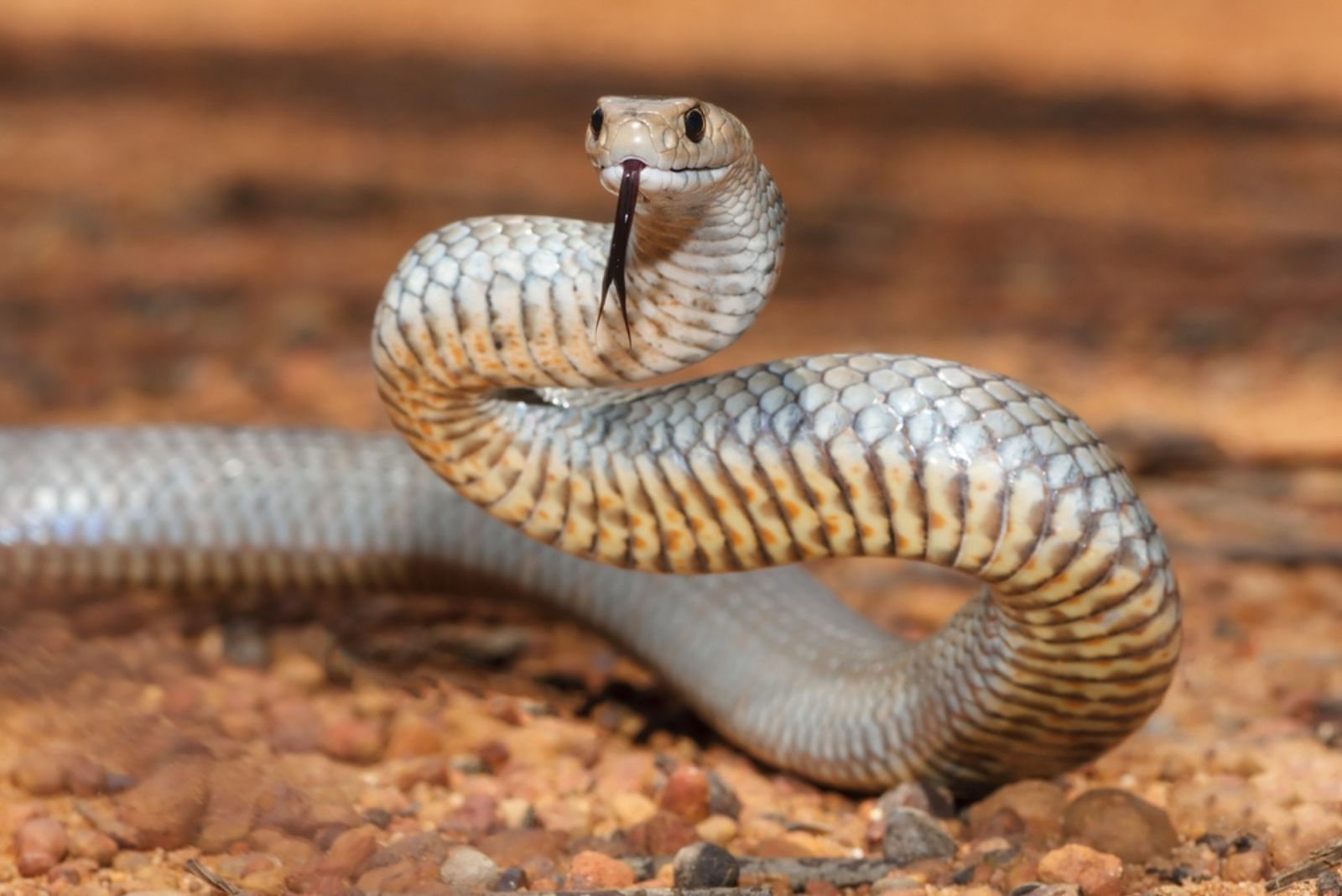 Eastern Brown Snake