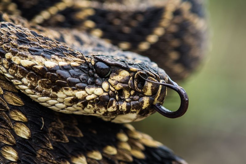 Eastern Diamondback Rattlesnake