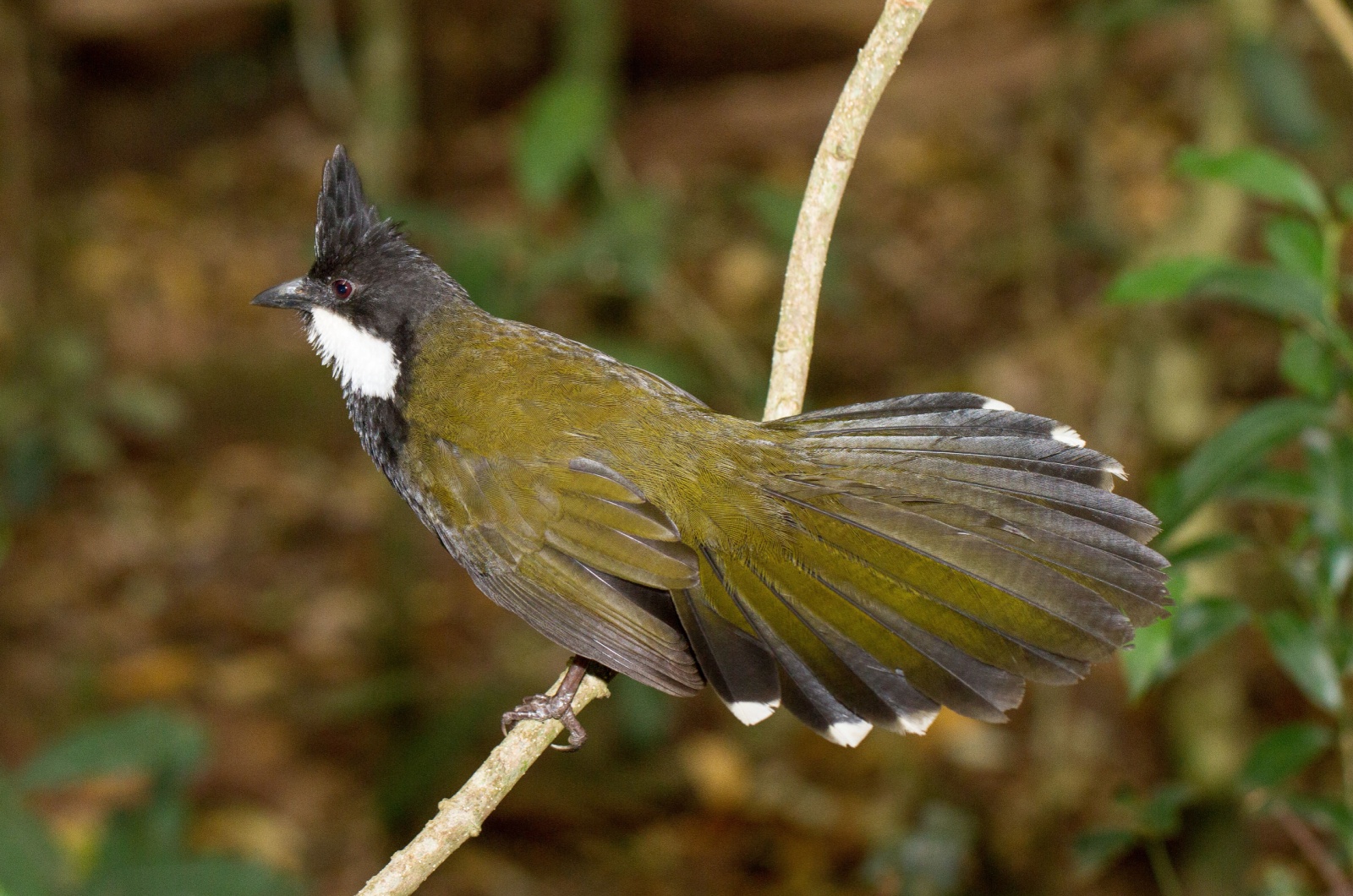 Eastern Whipbird