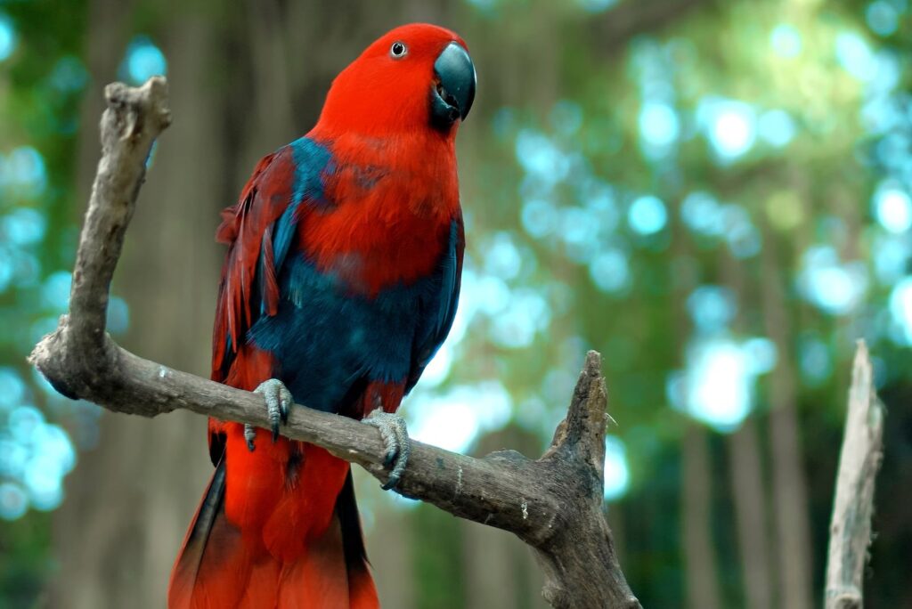 Eclectus Parrot