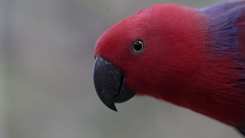 Eclectus Parrot