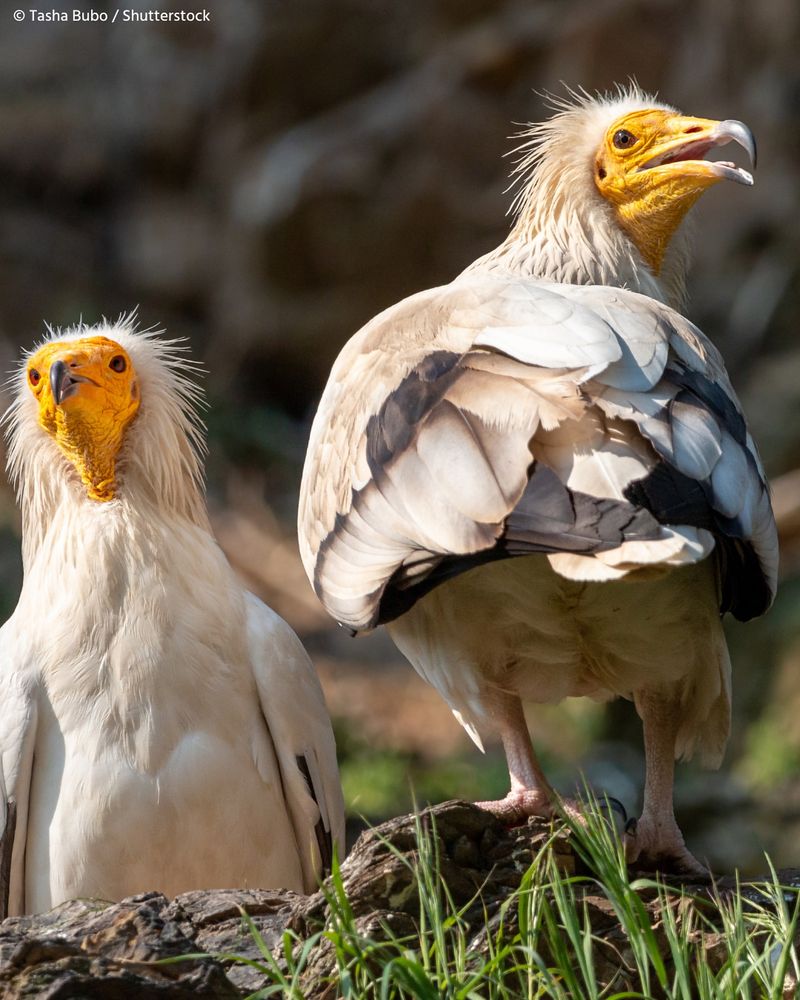 Egyptian Vulture