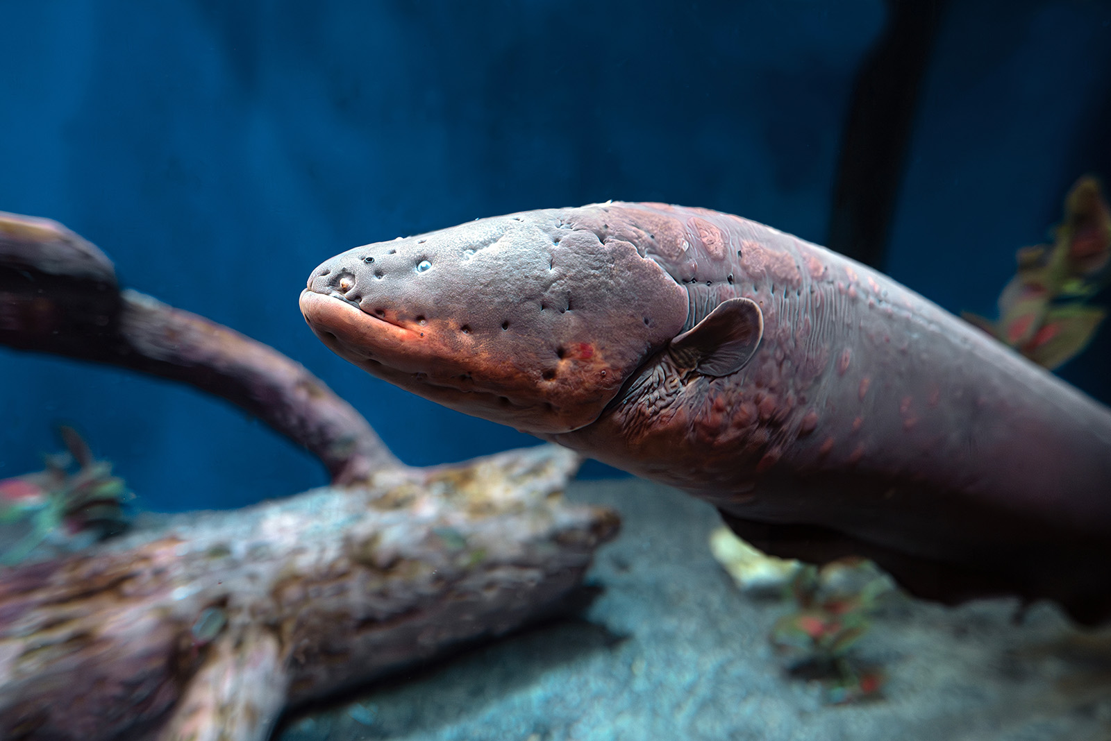 Electric eel