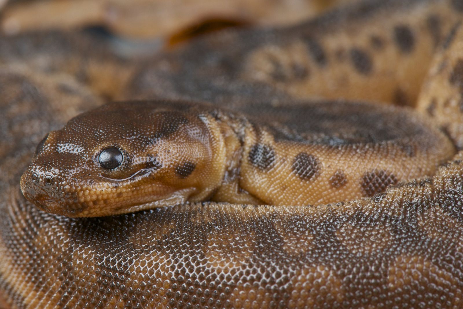 Elephant Trunk Snake