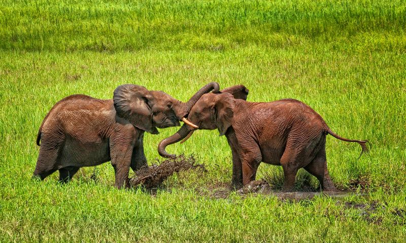 Elephants