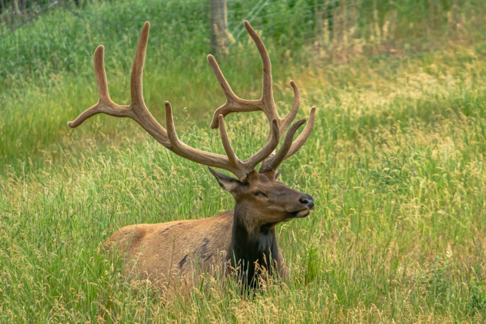 Elk in grass