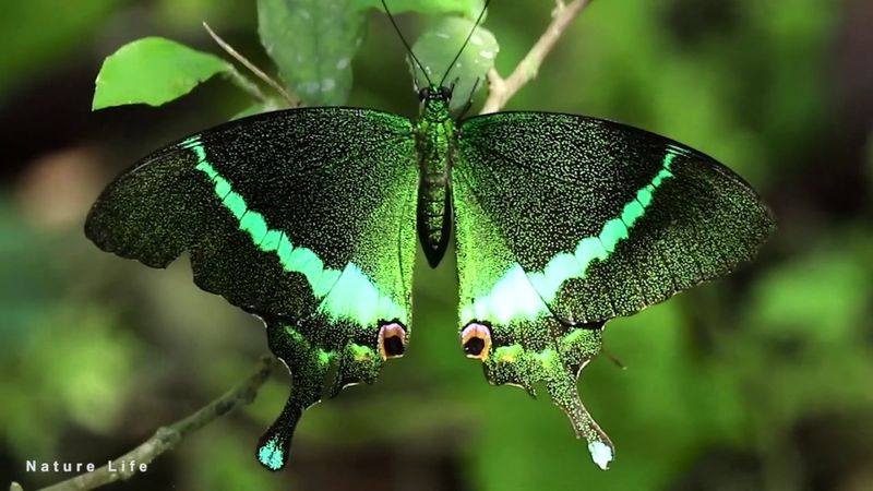 Emerald Swallowtail Butterfly