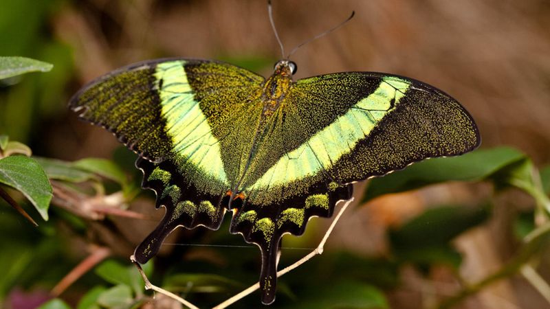 Emerald Swallowtail