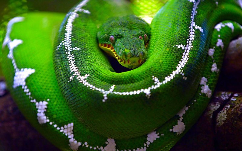 Emerald Tree Boa