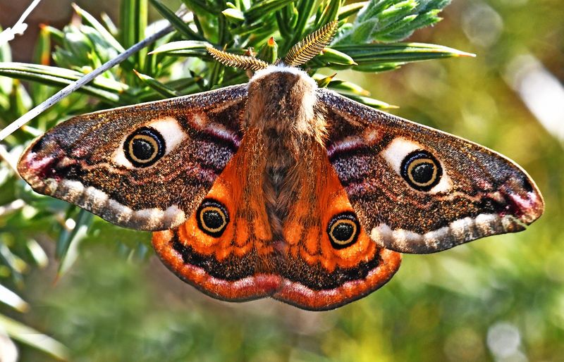 Emperor Moth