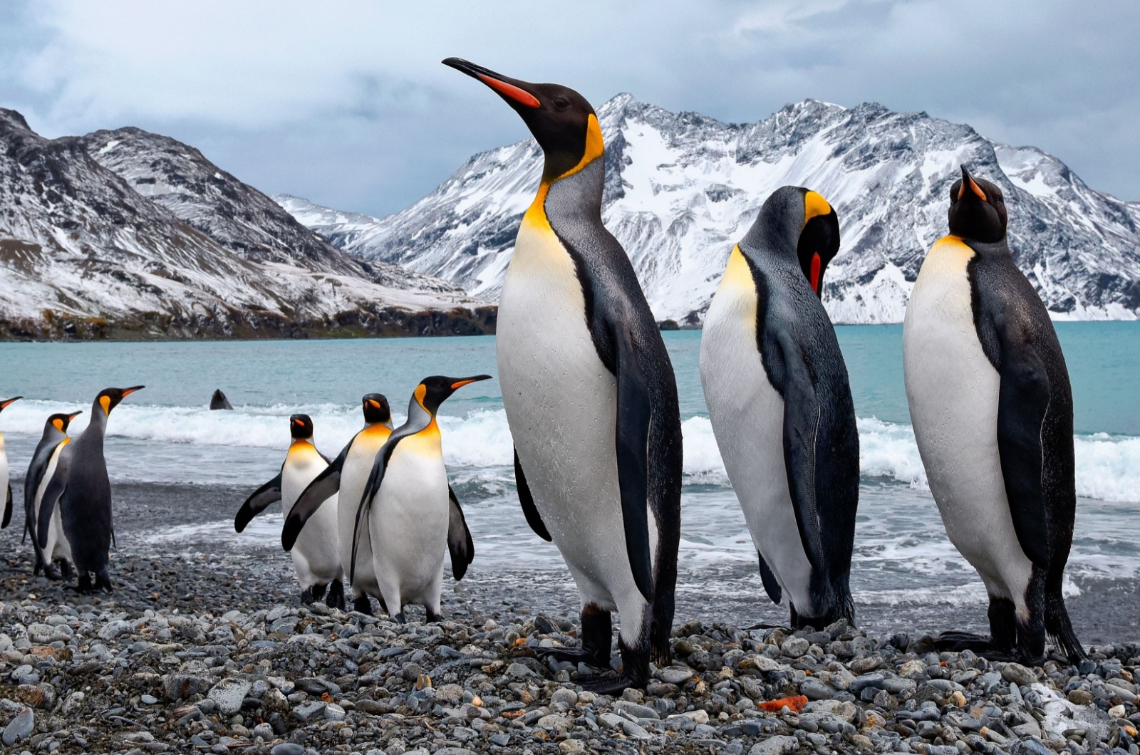 Emperor Penguins