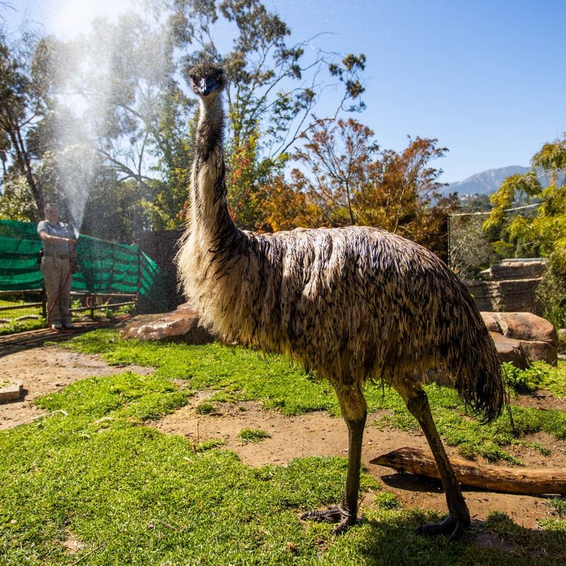 Emu