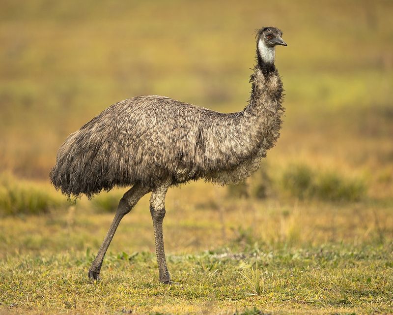 Emus