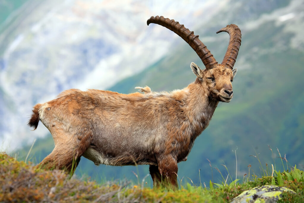 Endangered Ibex