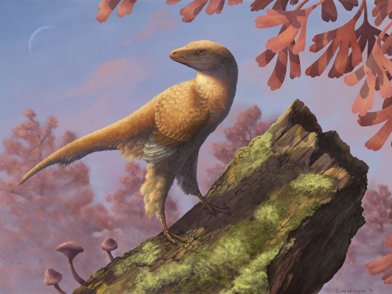 Eosinopteryx