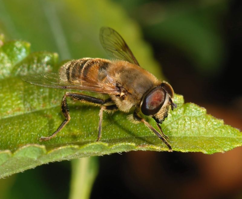 Eristalis gatesi