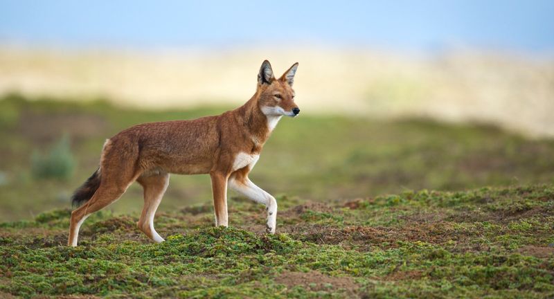 Ethiopian Wolf