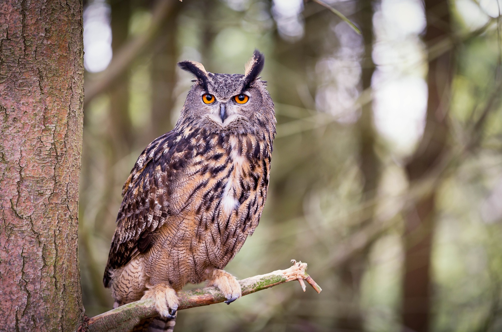 Eurasian Eagle-Owl